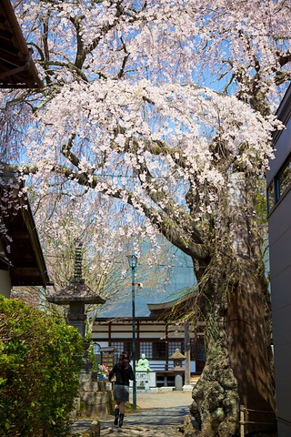 軽井沢神宮寺の桜.jpg