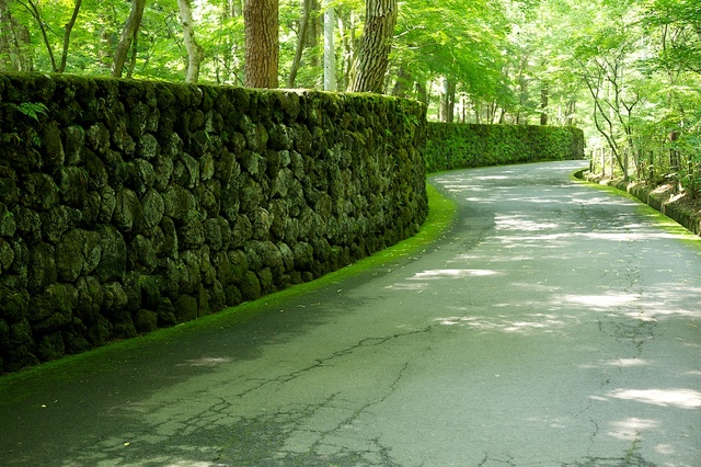 苔むす石垣の道