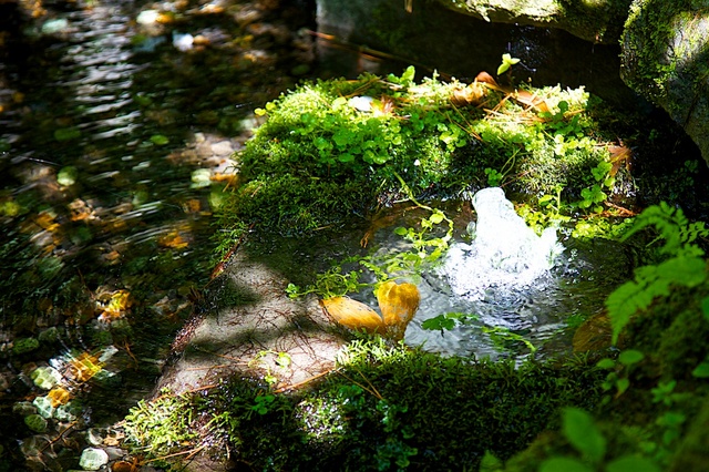中庭の水