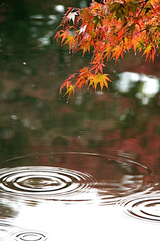 秋の雲場池