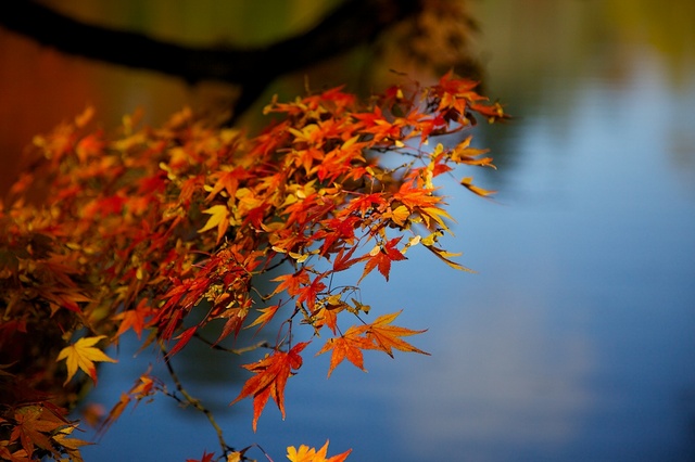 紅葉の雲場池６