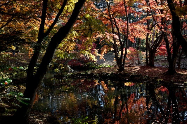 紅葉の雲場池２