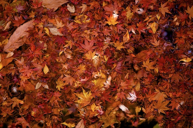 紅葉の雲場池１０