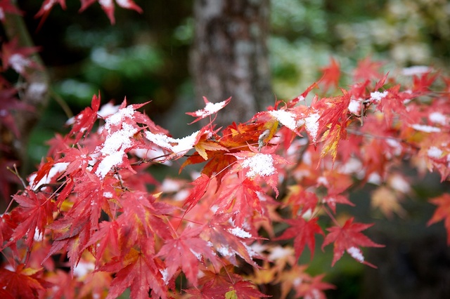 紅葉の初雪