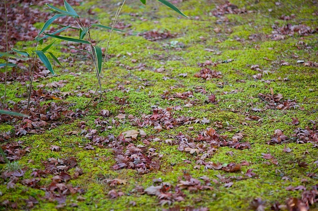 苔の上の落ち葉