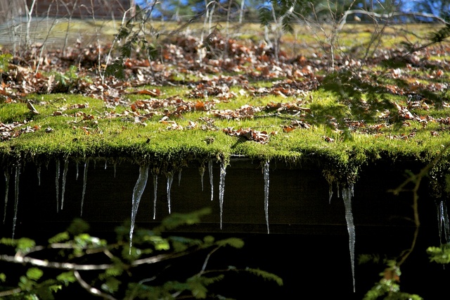 苔とつらら