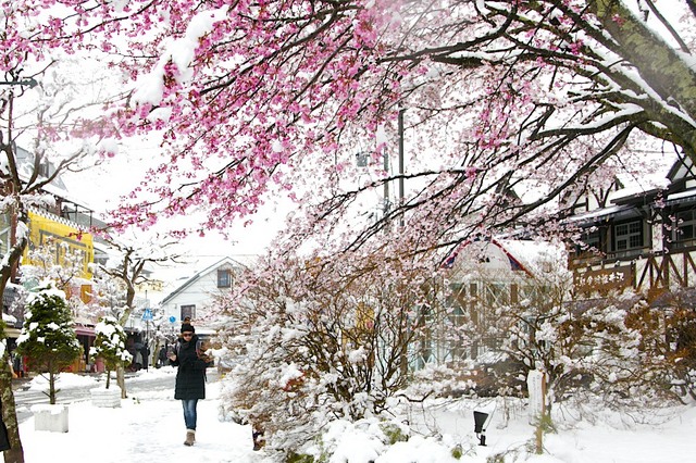 桜と雪