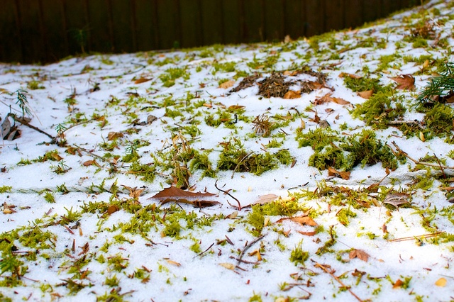 雪の下の苔