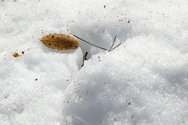 名残雪と枯れ葉