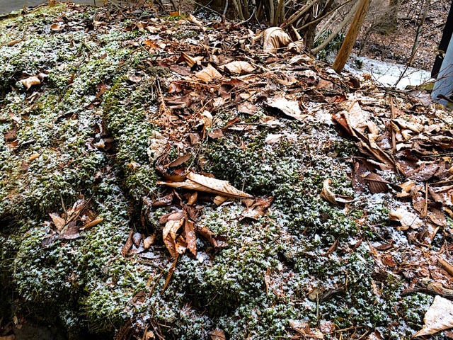少しだけ雪