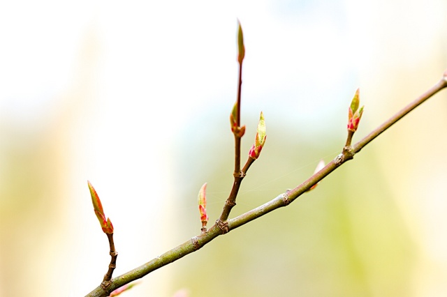 木々の芽吹き