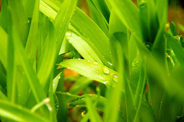 雨露を受ける葉