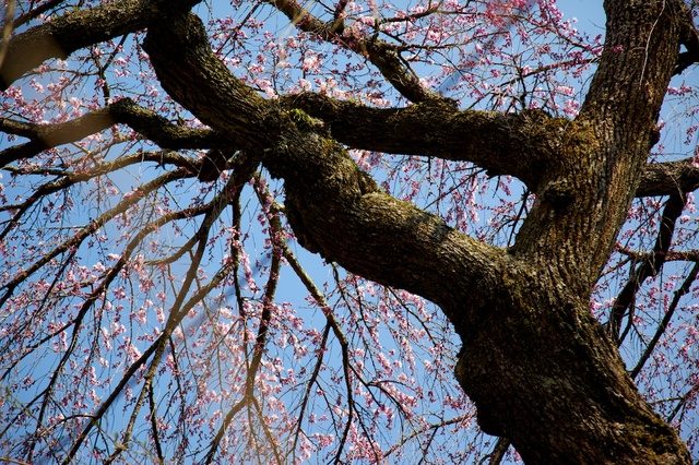 軽井沢の桜、三分咲き