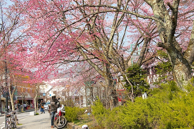 旧軽井沢ロータリーの桜