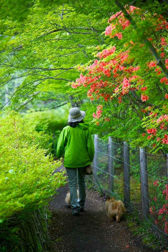 雲場池のつつじ