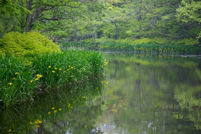 雲場池の黄菖蒲