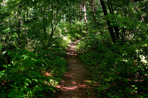 軽井沢宿から坂本宿まで中山道44