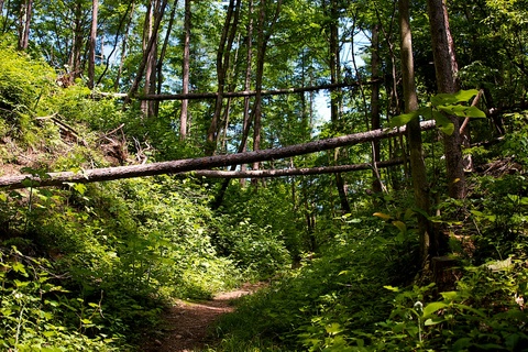 軽井沢宿から坂本宿まで中山道51