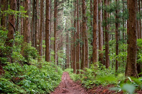 軽井沢宿から坂本宿まで中山道64