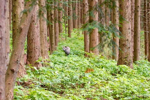 軽井沢宿から坂本宿まで中山道78