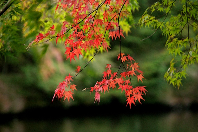 雲場池の紅葉