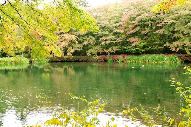 雲場池の紅葉