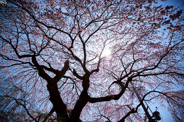 軽井沢遅咲きの桜08神宮寺