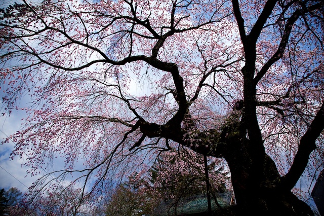 軽井沢遅咲きの桜09神宮寺