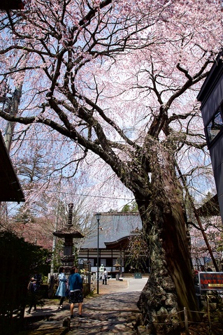 軽井沢遅咲きの桜10神宮寺