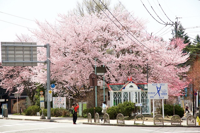 軽井沢遅咲きの桜01