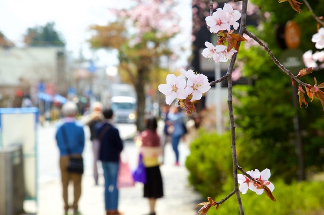 軽井沢遅咲きの桜05