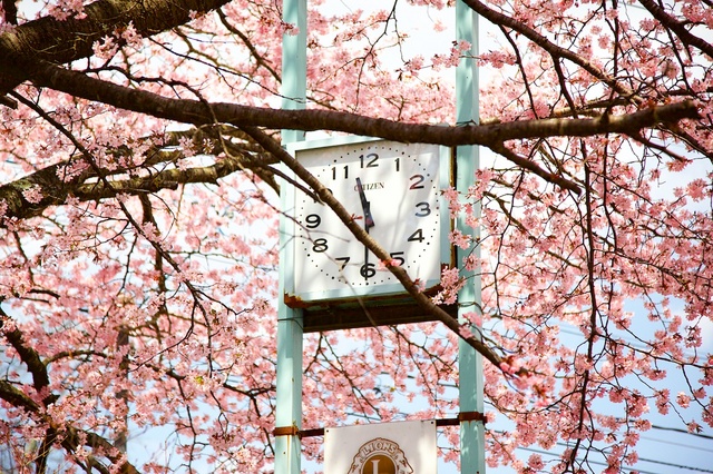 軽井沢遅咲きの桜03