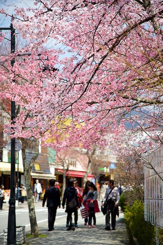 軽井沢遅咲きの桜07