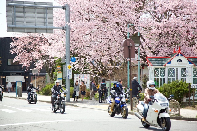 軽井沢遅咲きの桜02