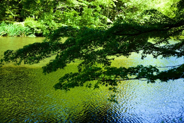 ６月の軽井沢雲場池05