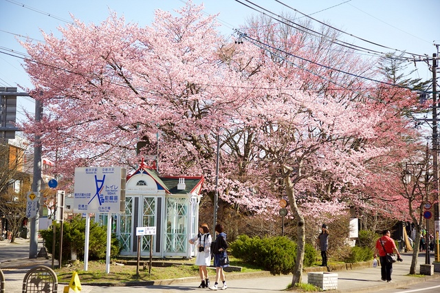 軽井沢ロータリー桜