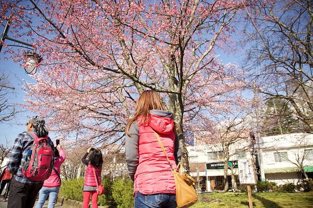 軽井沢ロータリー桜０２