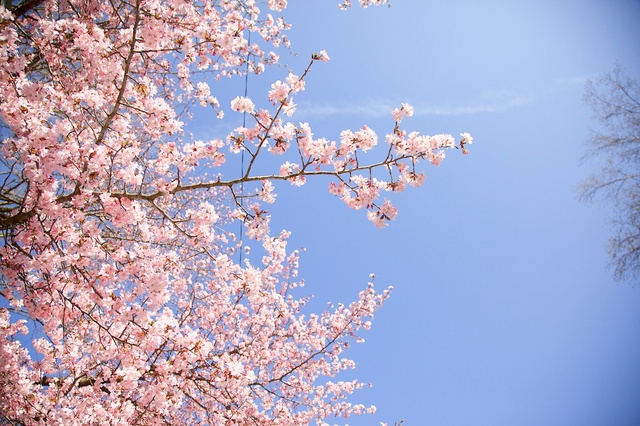軽井沢ロータリー桜０３