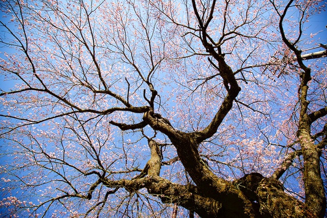 軽井沢神宮寺桜