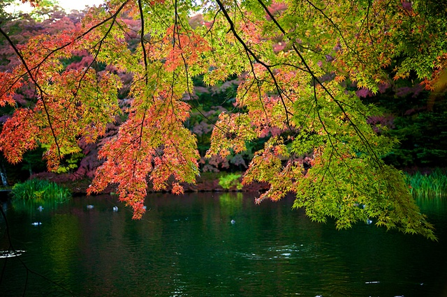 2016軽井沢紅葉02