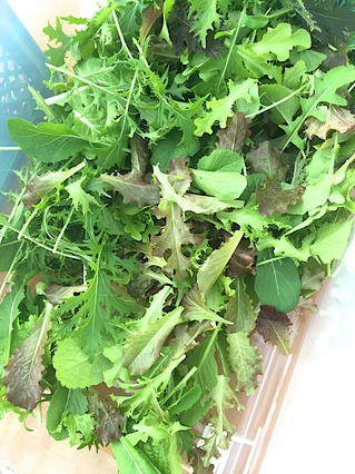 軽井沢野菜05.jpg