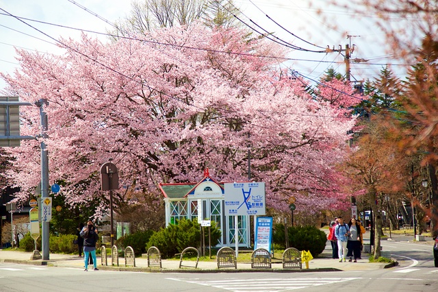 軽井沢の桜01