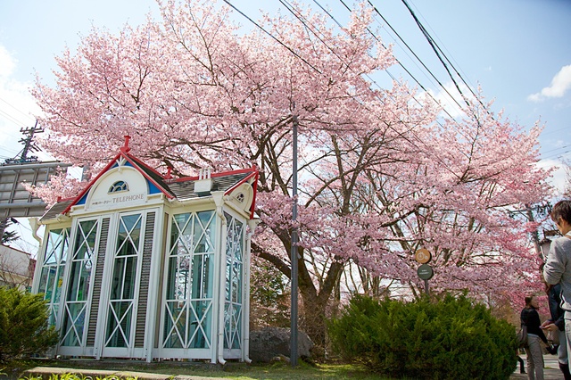 軽井沢の桜02.jpg