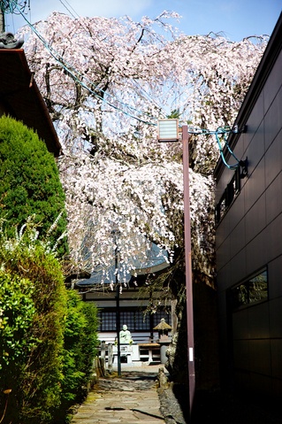 神宮寺の桜01.jpg