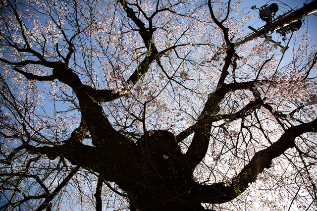 神宮寺の桜2.jpg