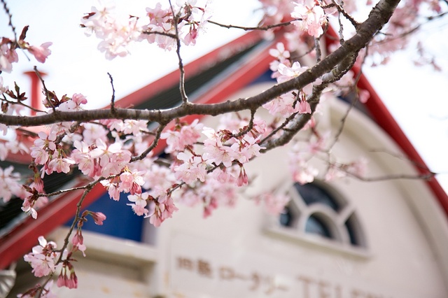 旧軽井沢ロータリーの桜02