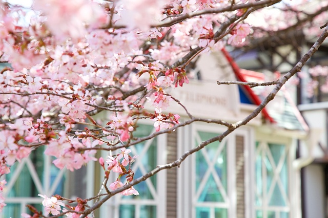 旧軽井沢ロータリーの桜05